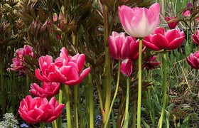 Ein Frühlingstag in Rotterdam - Tagesausflug Samstag 20. April 2024